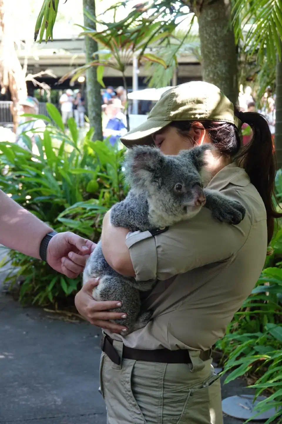 Hier durfte ich einen Koala streicheln, ganz warm und weich.