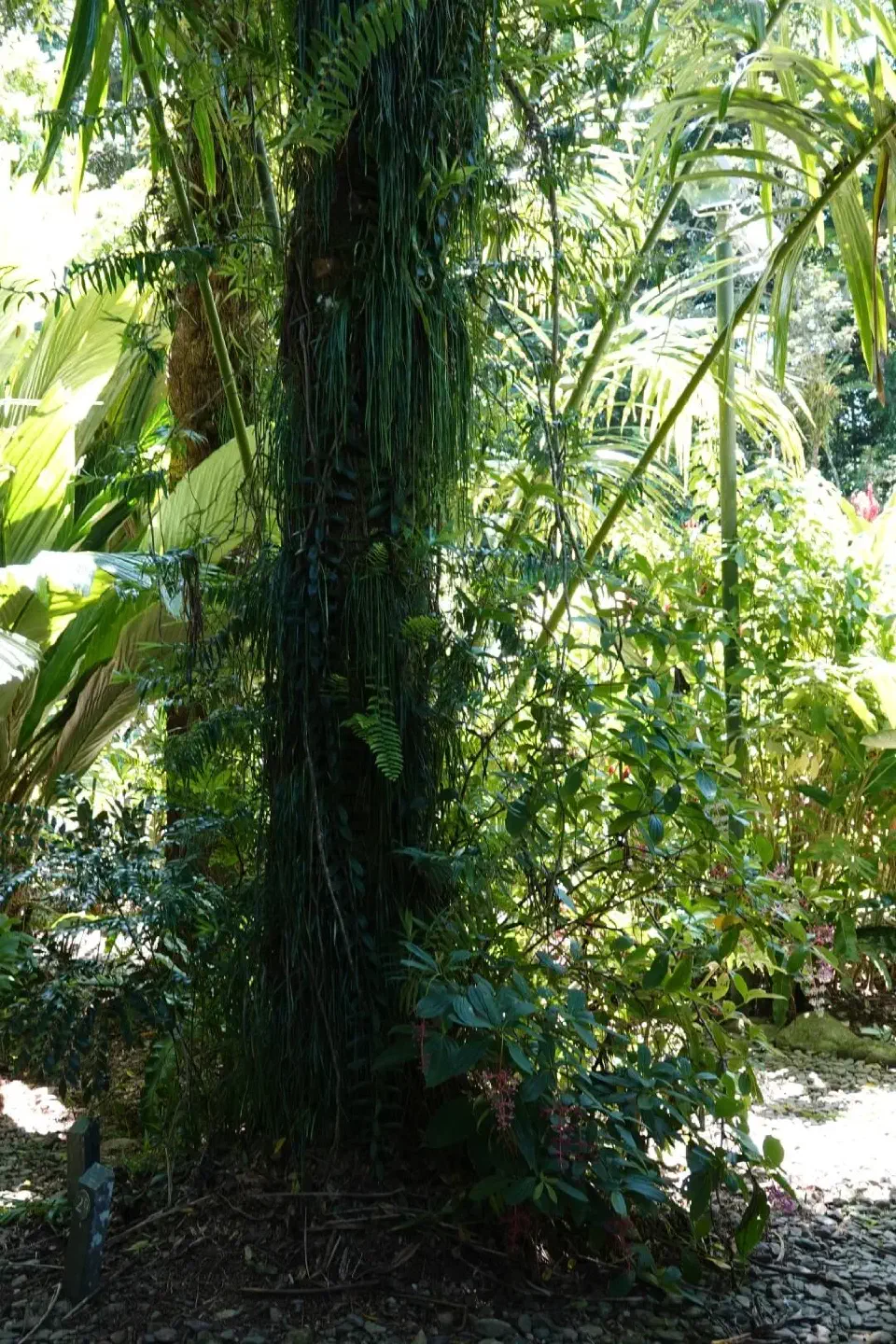 Ein Baum innerhalb des Botanischen Gartens.