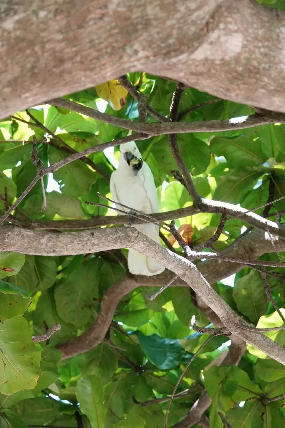 Ein freilebender Kakadu in einem Baum.