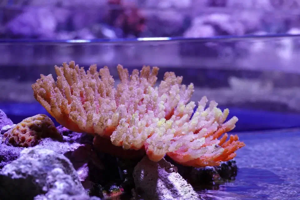 Eine Koralle im Aquarium von Cairns.