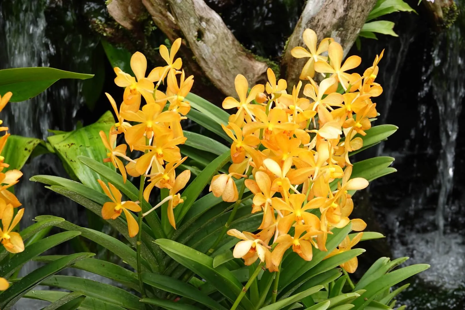 Überall gab es wunderschöne Pflanzen zu sehen.