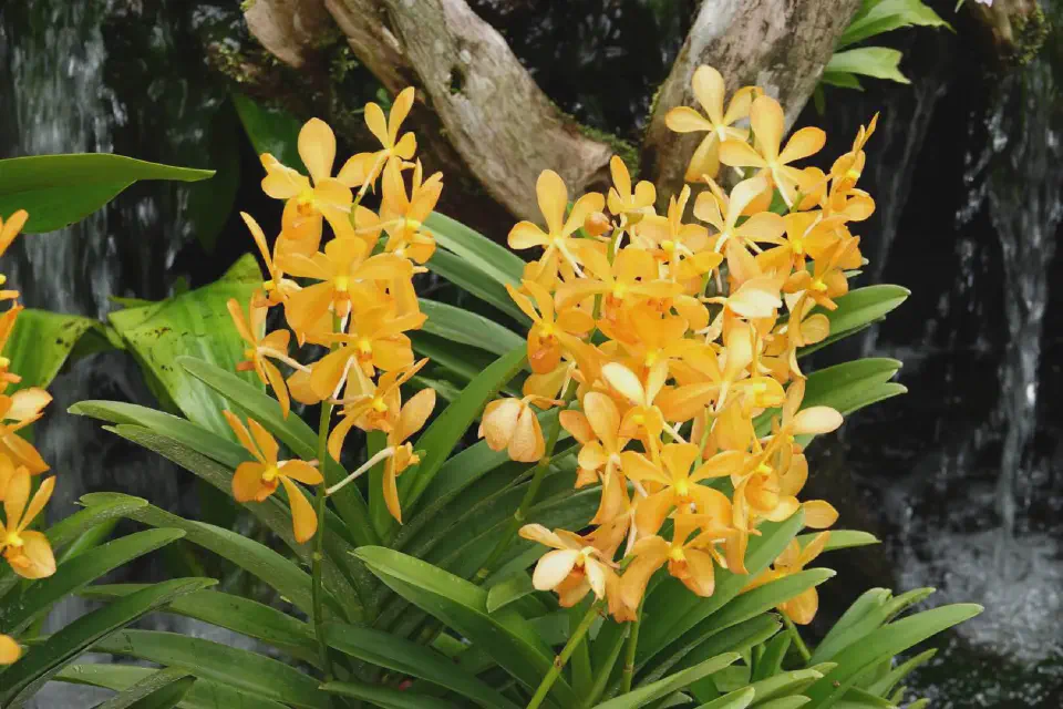 Überall gab es wunderschöne Pflanzen zu sehen.