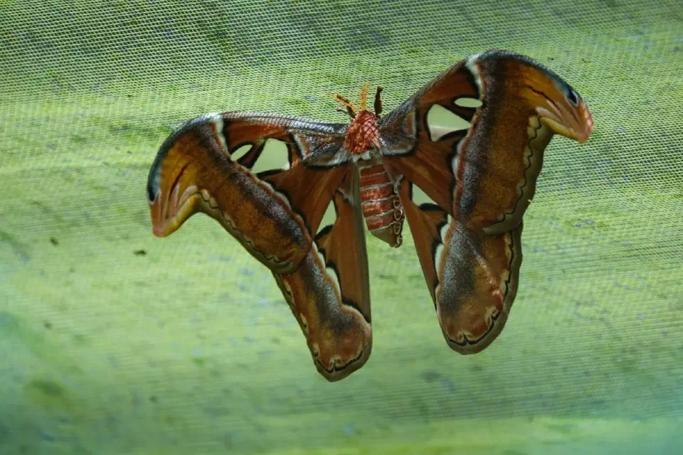 Ein Schmetterling mit Löchern in seinem Flügel.
