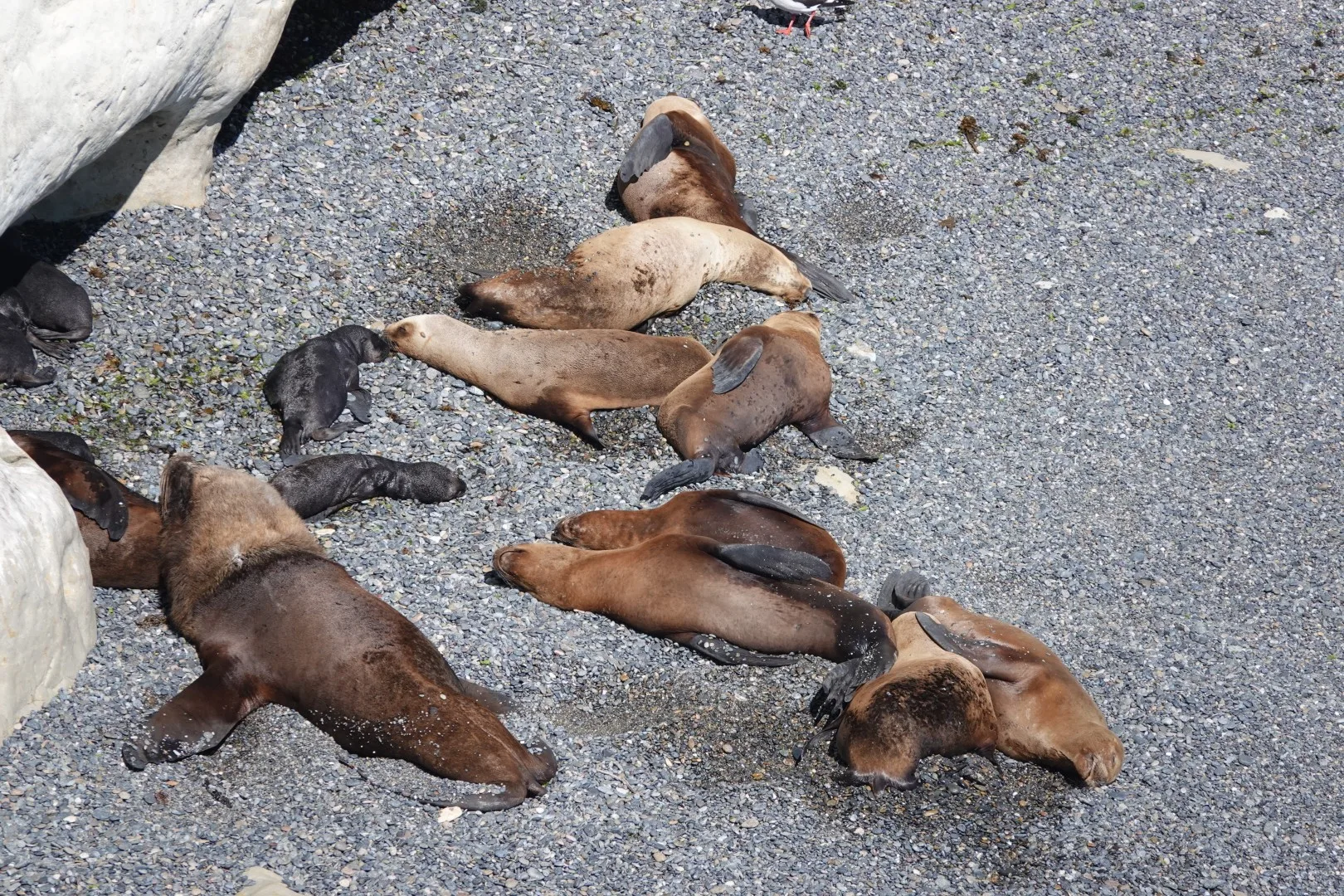 Südamerikanische Seelöwen ruhen sich in der Sonne der steinigen Küste von Punta Loma aus.
