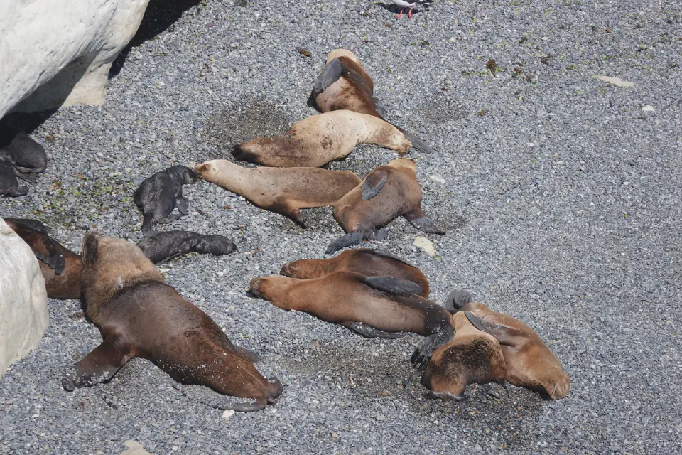 Südamerikanische Seelöwen ruhen sich in der Sonne der steinigen Küste von Punta Loma aus.