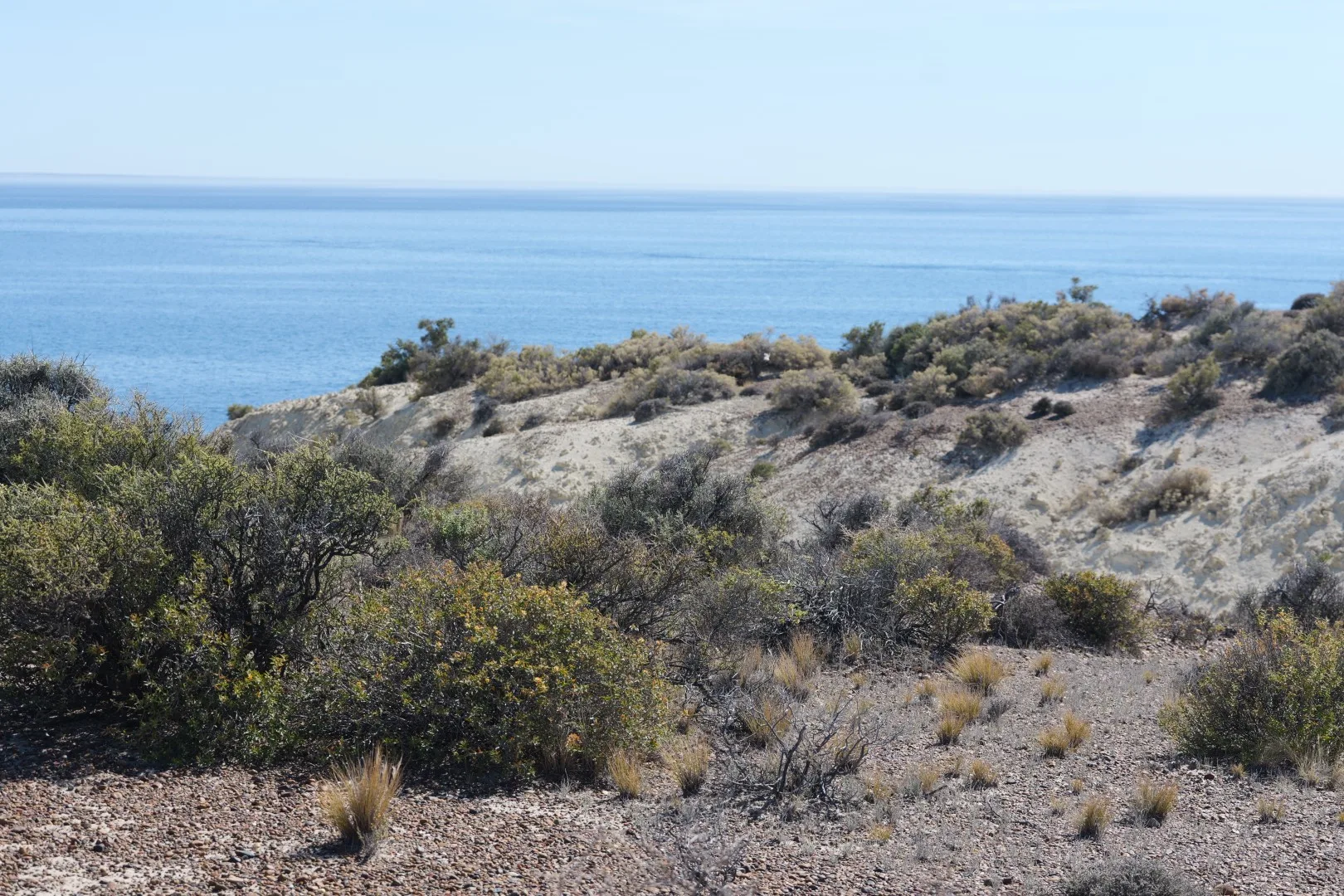 Blick auf die typische, raue Patagonienlandschaft mit niedrigem Buschwerk und dem tiefblauen Atlantik im Hintergrund.