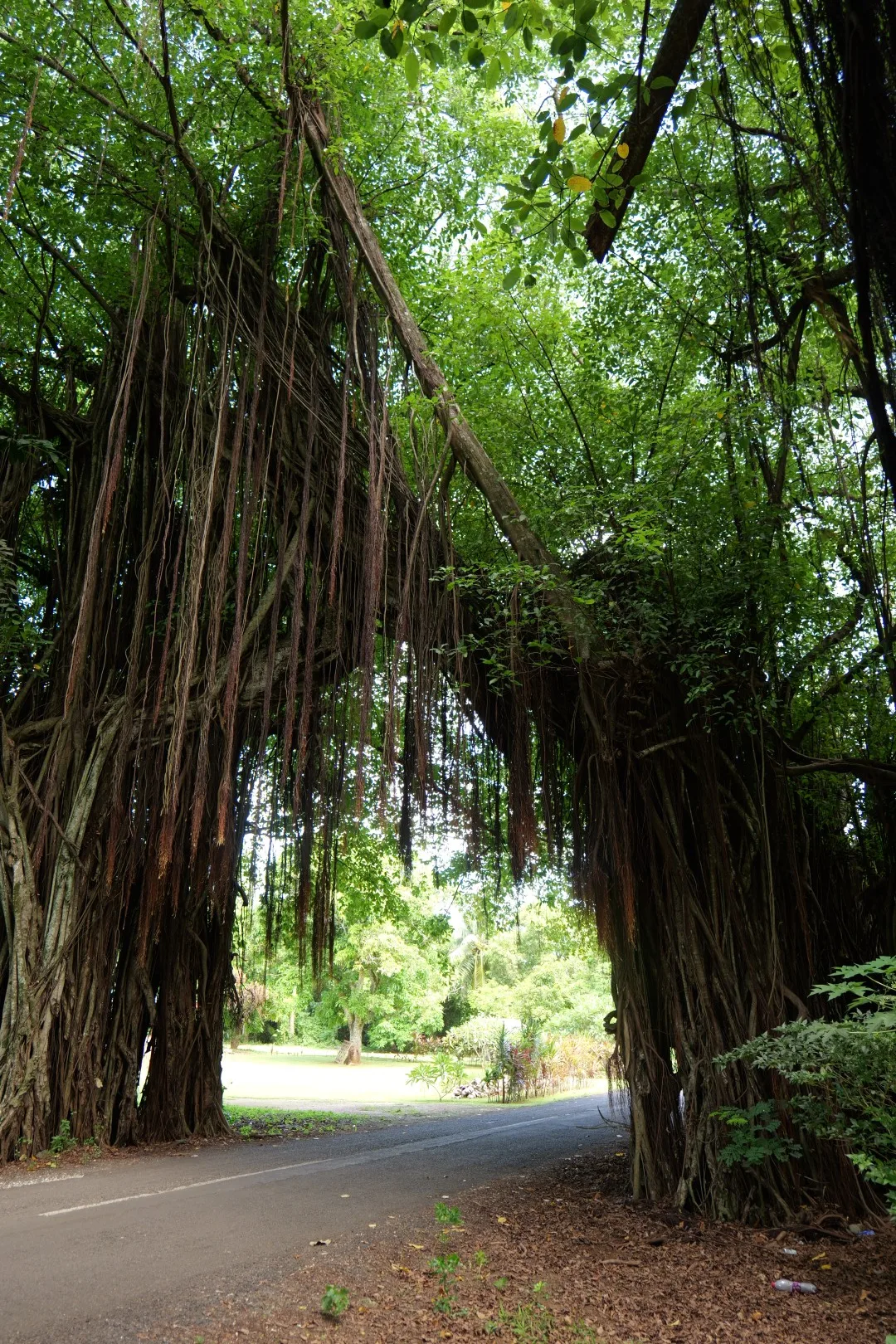 Der beeindruckende Banyan-Baum von Vaipae, dessen hängende Wurzeln wie ein natürlicher Torbogen über die Straße wachsen.