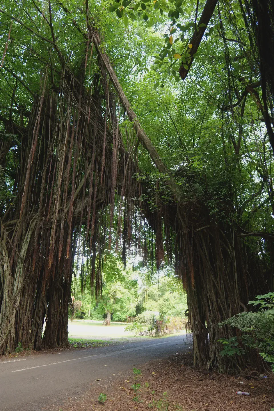 Der beeindruckende Banyan-Baum von Vaipae, dessen hängende Wurzeln wie ein natürlicher Torbogen über die Straße wachsen.