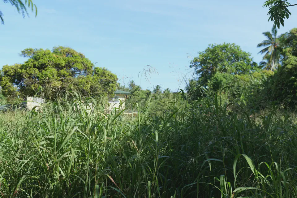 Üppige Vegetation und tropisches Grün begleiten die Wege ins Inselinnere und zeigen die fruchtbare Seite Rarotongas.