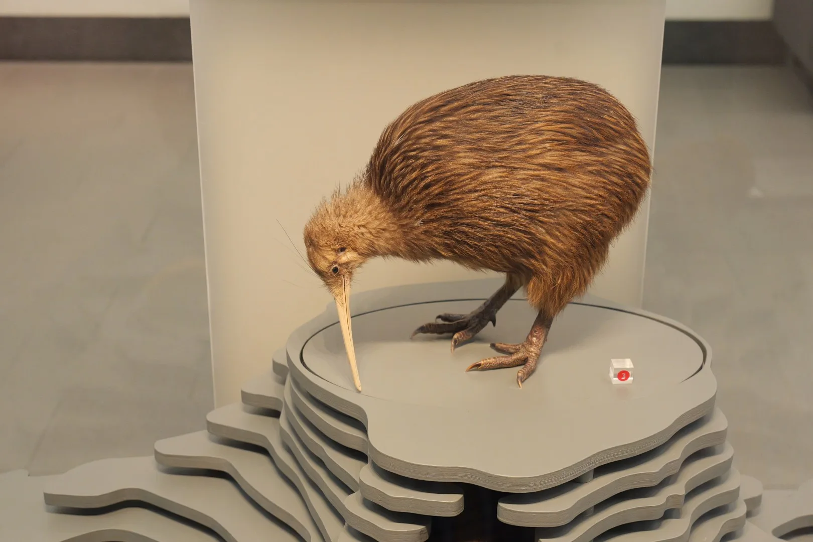 Der Kiwi, Neuseelands Nationalsymbol, in der naturhistorischen Ausstellung des Auckland Museums. Ein besonderes Fotomotiv für uns.
