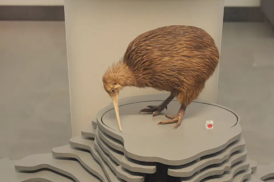 Der Kiwi, Neuseelands Nationalsymbol, in der naturhistorischen Ausstellung des Auckland Museums. Ein besonderes Fotomotiv für uns.