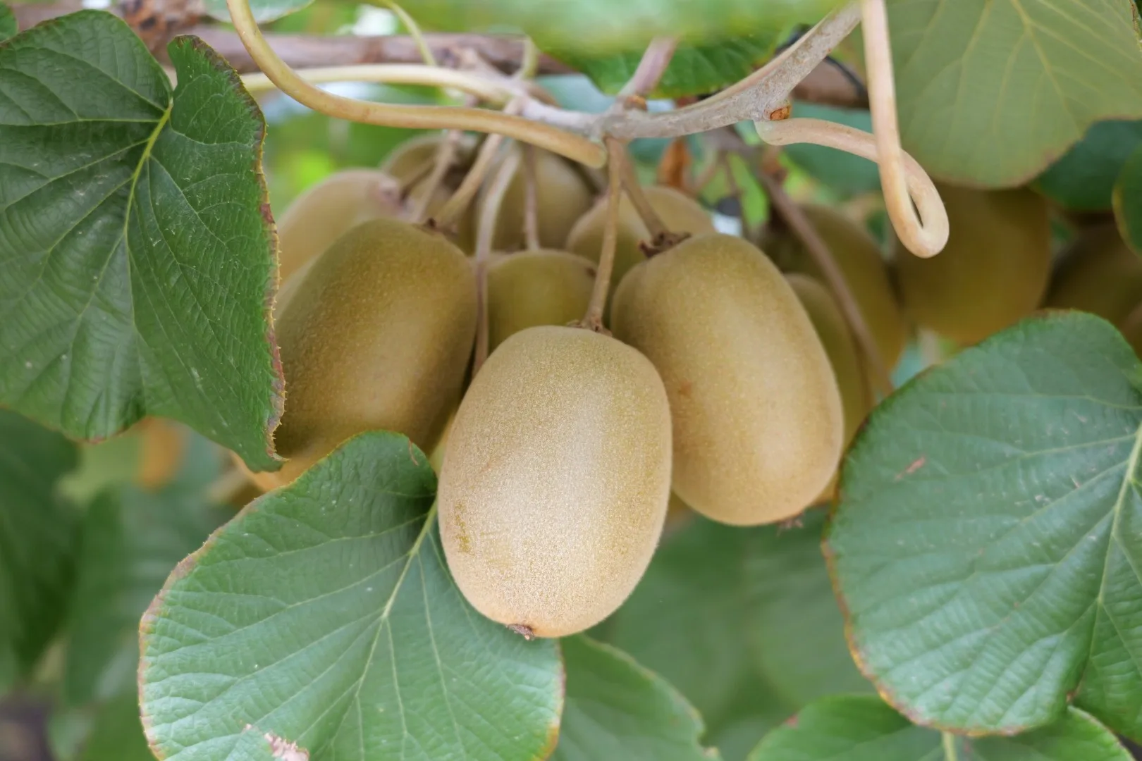 Reife Kiwifrüchte hängen dicht an den Ranken und zeigen eindrucksvoll, wie die bekannte Frucht in den Plantagen der Bay of Plenty wächst.