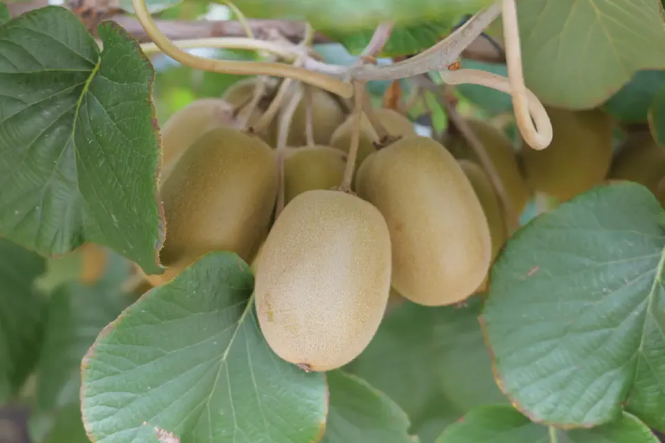 Reife Kiwifrüchte hängen dicht an den Ranken und zeigen eindrucksvoll, wie die bekannte Frucht in den Plantagen der Bay of Plenty wächst.