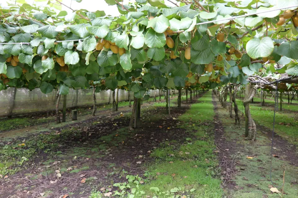 Blick durch die weitläufigen Reihen einer Kiwi-Plantage in der die Früchte geschützt unter dichten Blättern heranreifen.