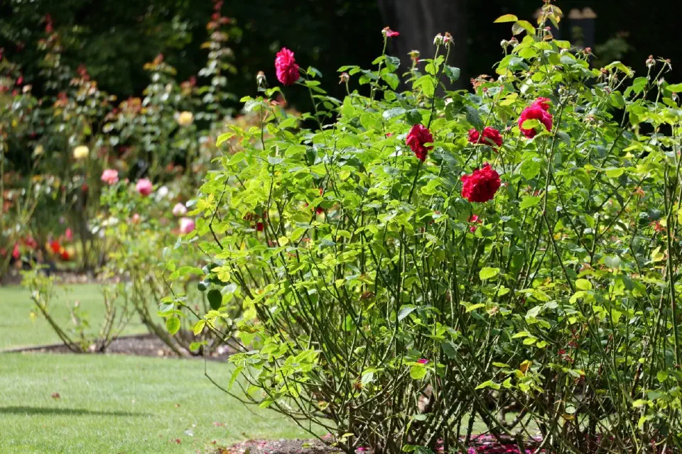 Blühende Rosen in den Mona Vale Gardens, einer grünen Oase der Ruhe mitten in der Stadt.