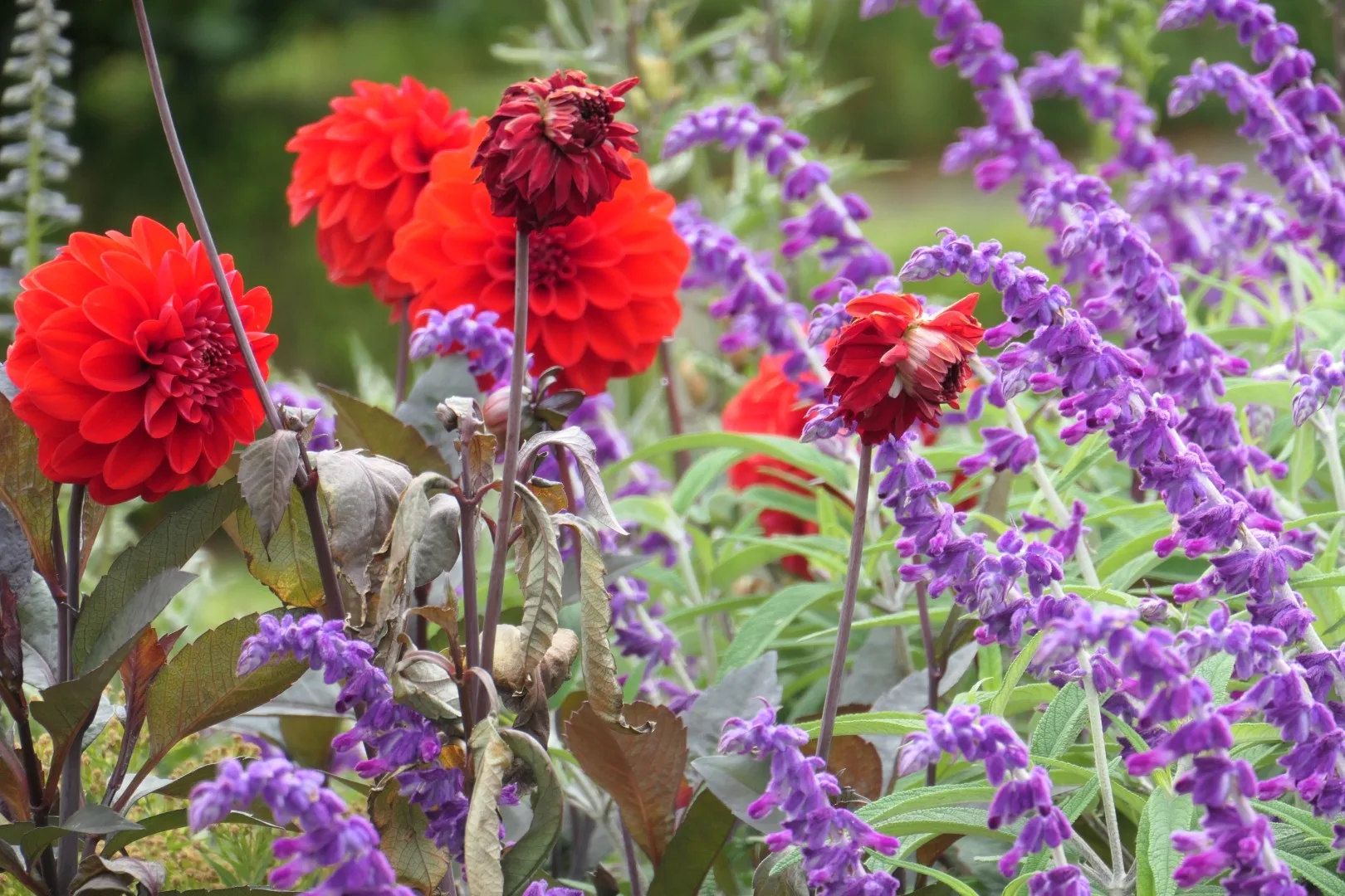 Farbenfrohe Blumenbeete in den Dunedin Botanic Gardens.