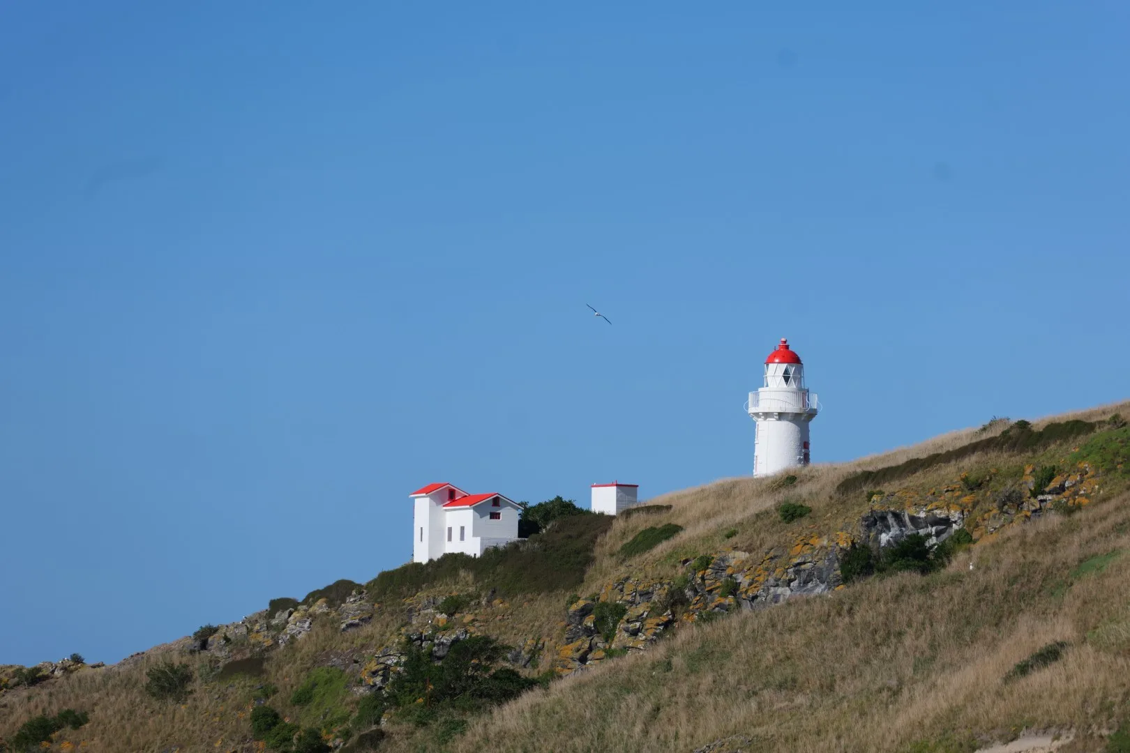Der markante Leuchtturm an der Küste bei Dunedin.