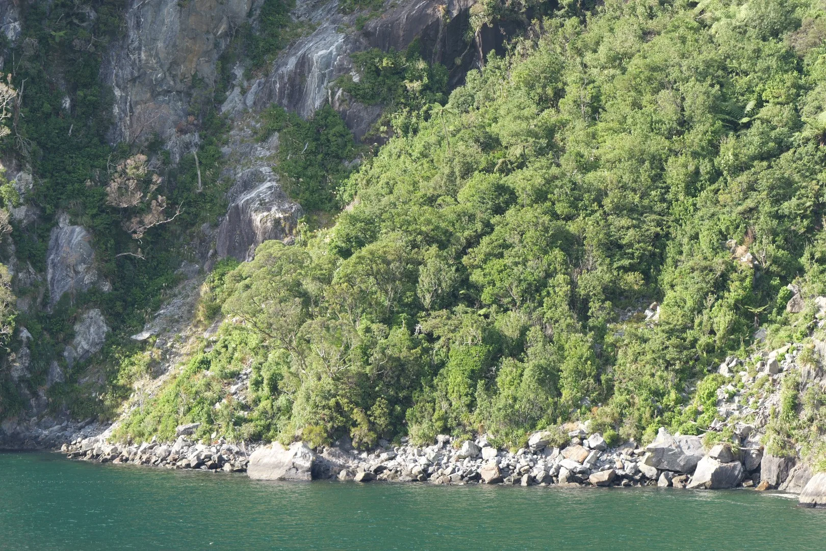Dichter, sattgrüner Regenwald bedeckt die steilen Felswände entlang des Milford Sound und zeigt die Vegetation dieser abgeschiedenen Region.