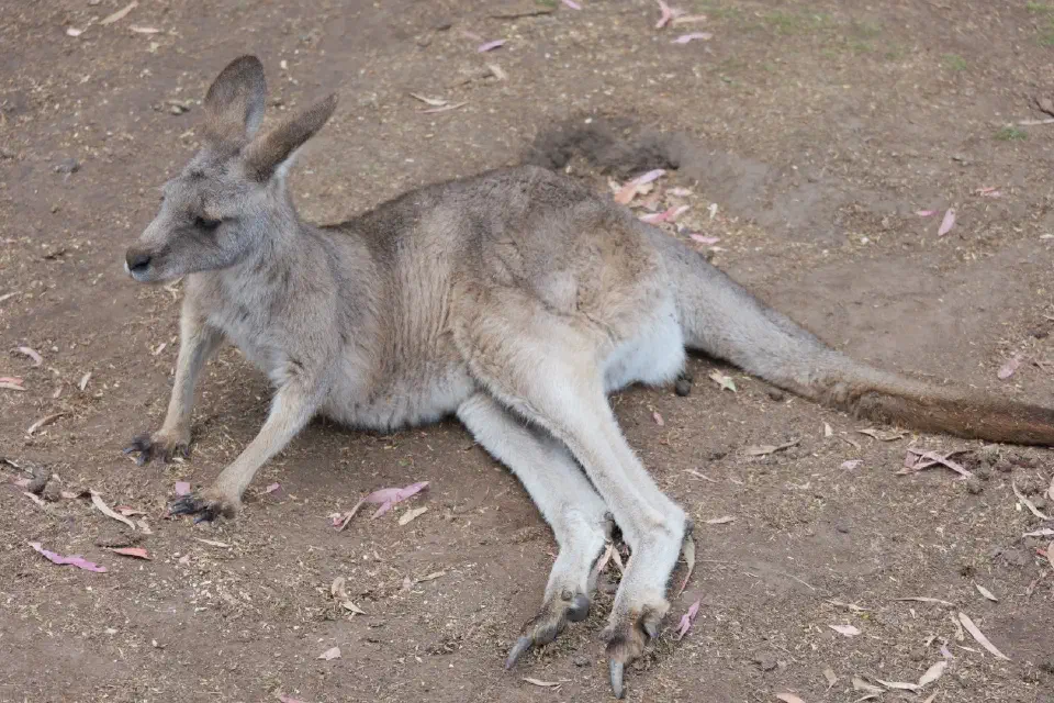 Ein Känguru ruht entspannt im Bonorong Wildlife Sanctuary und lässt sich aus nächster Nähe beobachten.