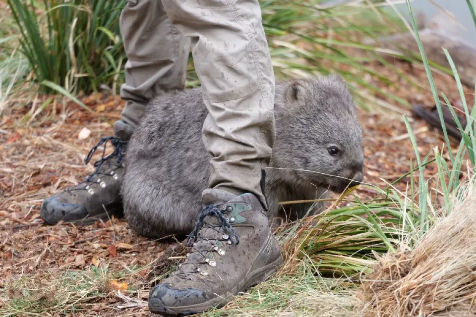 Ein Wombat sucht die Nähe eines Pflegers und zeigt dabei seine ruhige und neugierige Art.