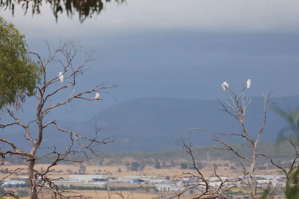 Weiße Kakadus sitzen in den kahlen Ästen der Bäume und blicken über die weite Landschaft rund um Hobart.