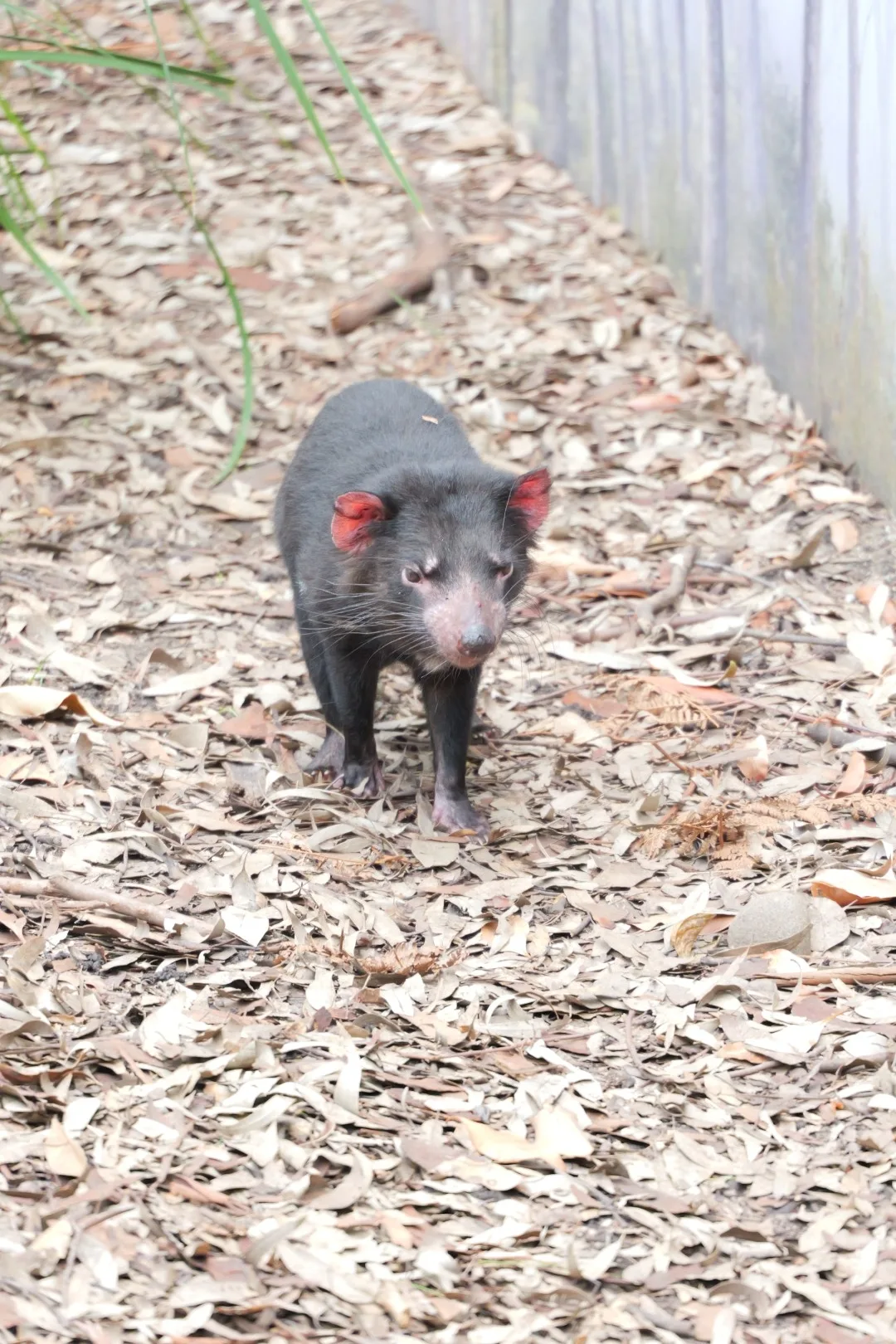 Ein Tasmanischer Teufel begegnet uns im Wildlife Sydney Zoo und zeigt die wilde Seite Australiens aus nächster Nähe.
