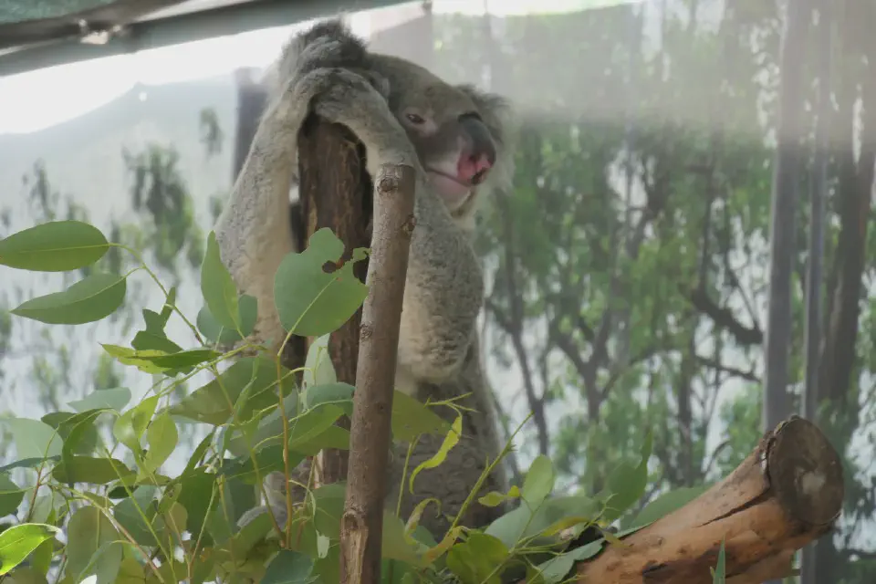 Ein Koala ruht entspannt in seinem Gehege und zählt zu den emotionalen Höhepunkten unseres Zoobesuchs.