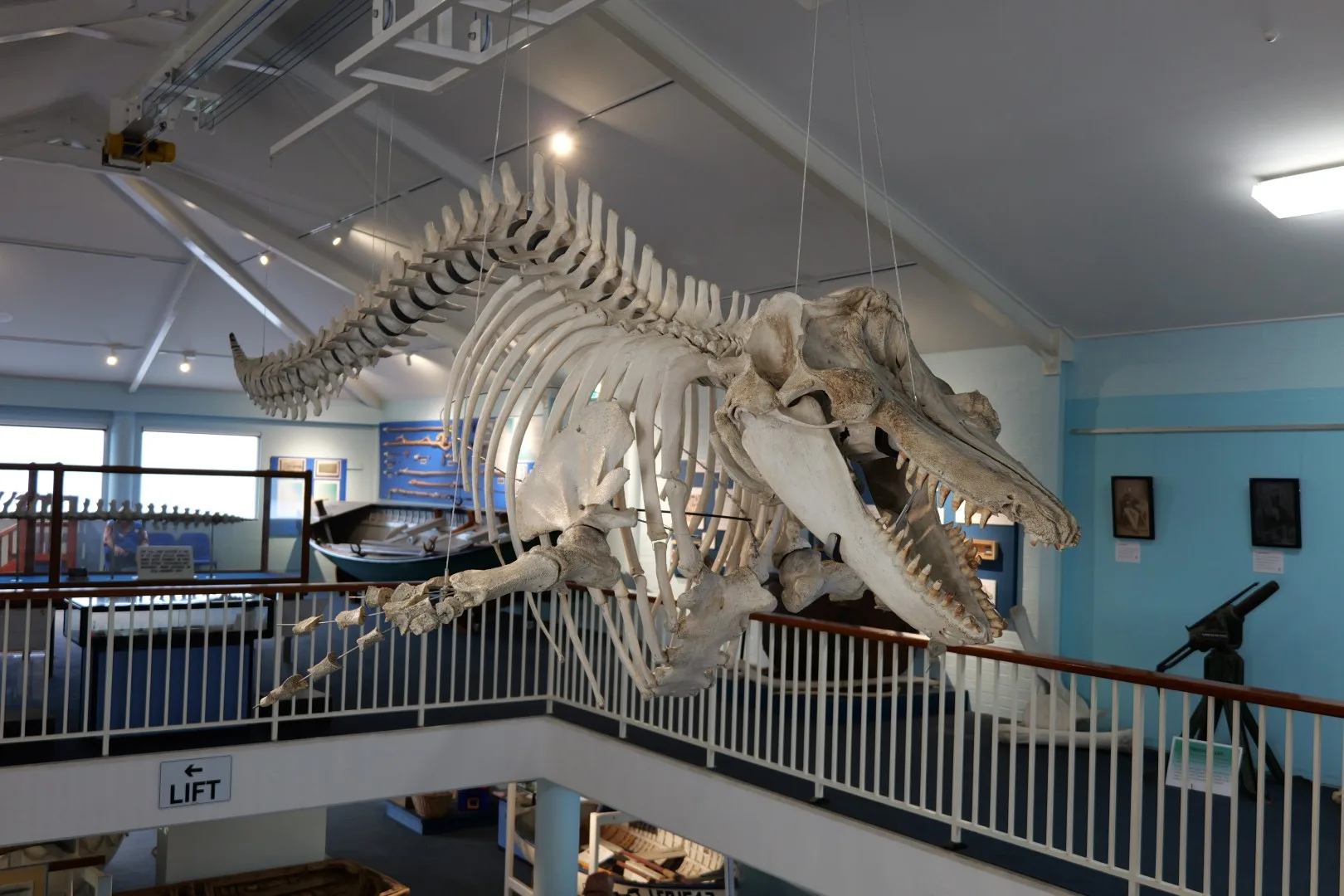 Das Skelett eines Orcas im Killer Whale Museum erinnert eindrucksvoll an die bewegte Walfanggeschichte der Region.
