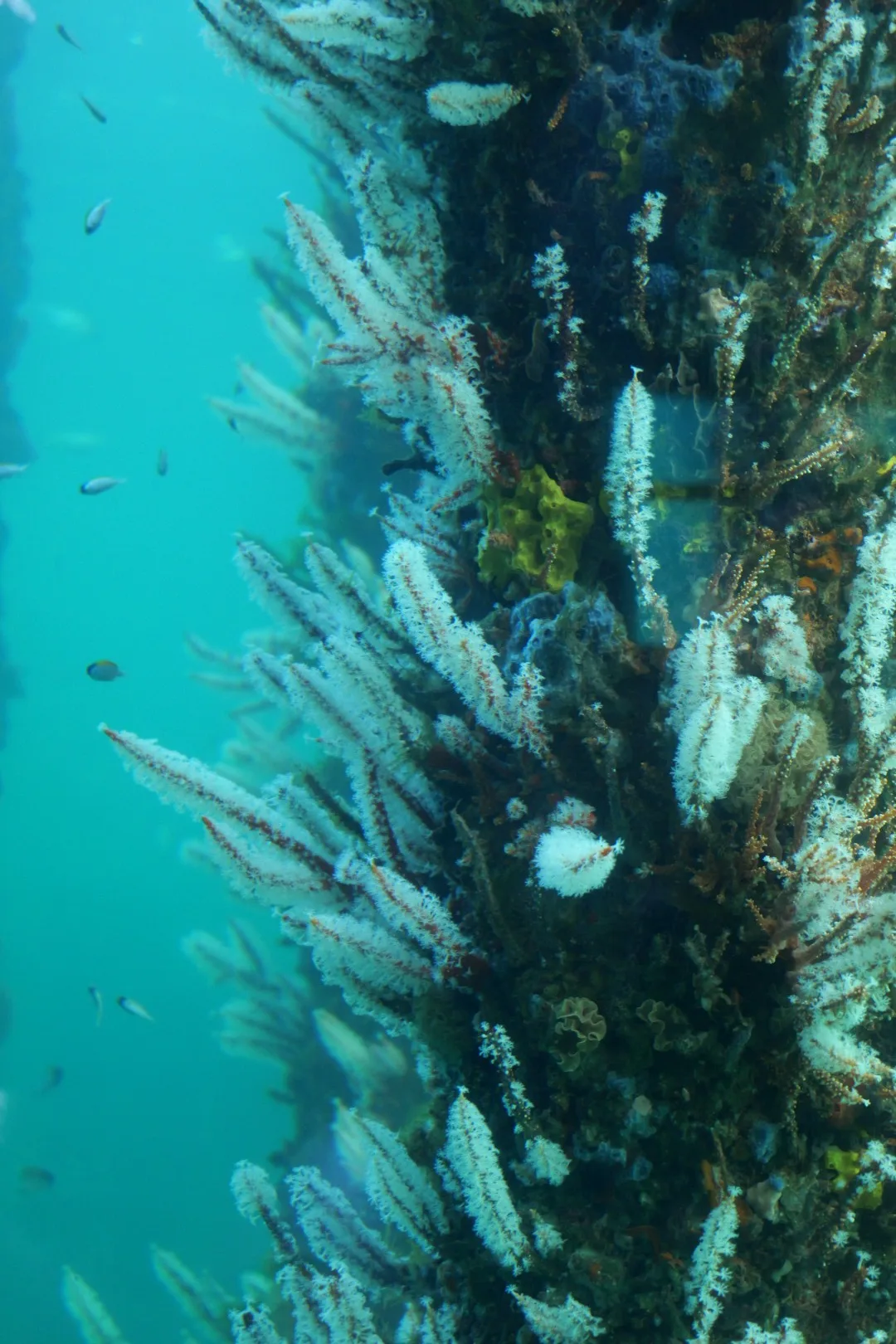 Korallen, Schwämme und zahlreiche Fische bilden direkt unter dem Busselton Jetty ein überraschend vielfältiges marines Ökosystem.