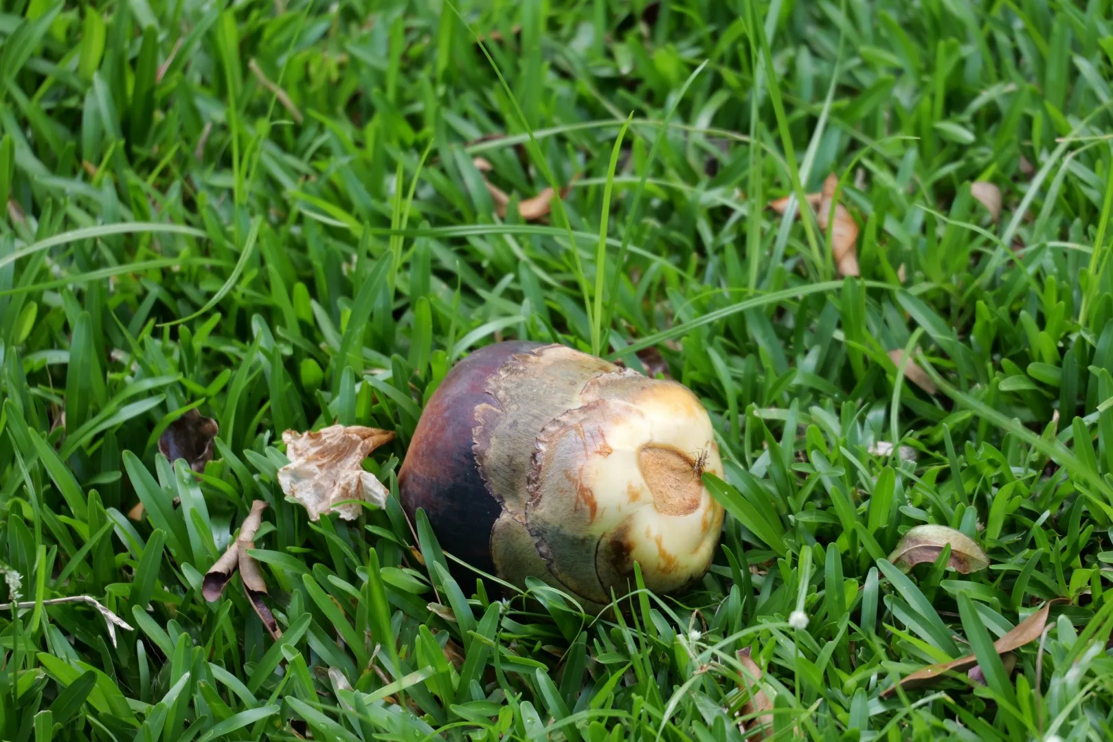 Die berühmte Coco de Mer Nuss liegt im satten Grün des botanischen Gartens.