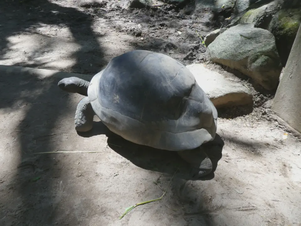 Eine der beeindruckenden Riesenschildkröten im botanischen Garten von Victoria.
