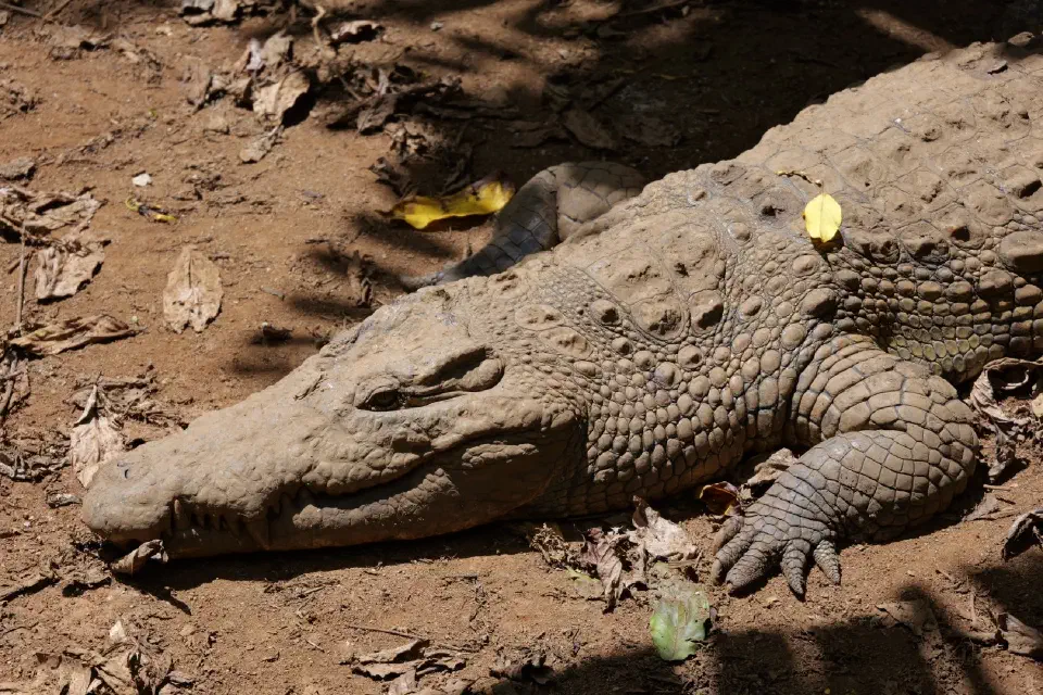 Ein Krokodil ruht regungslos im Schatten von Lemuria Land.