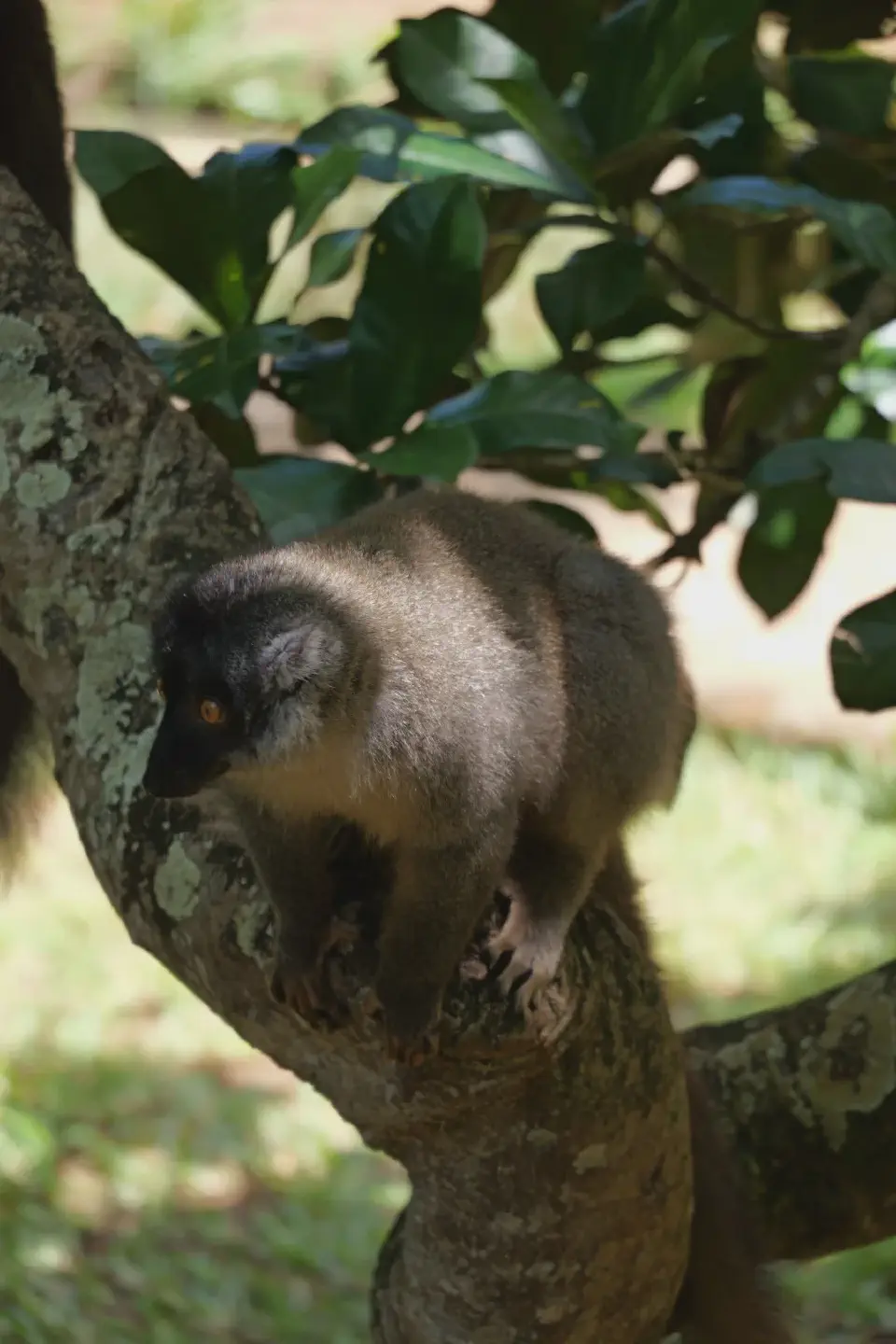 Ein Lemur sitzt aufmerksam auf einem Ast und beobachtet seine Umgebung.