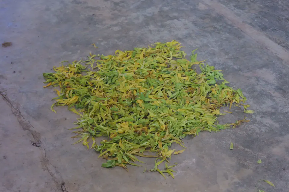 Frisch geerntete Ylang-Ylang-Blüten liegen zum Trocknen bereit.