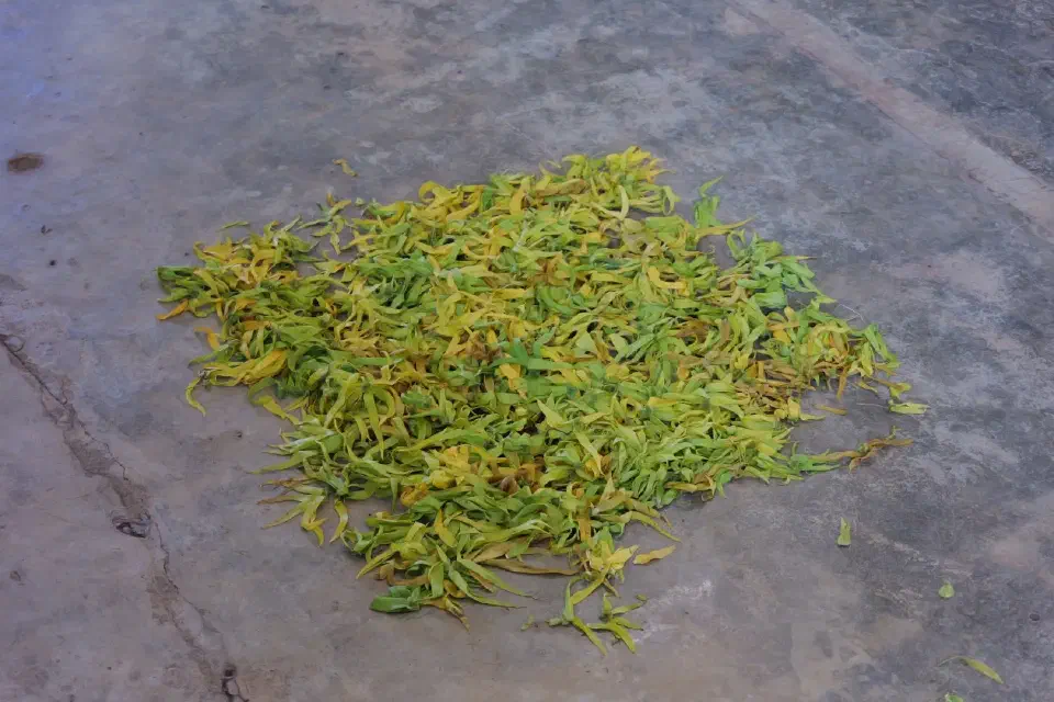 Frisch geerntete Ylang-Ylang-Blüten liegen zum Trocknen bereit.