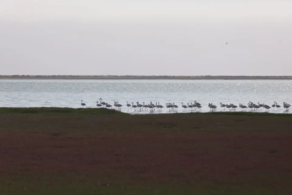 Flamingos in der Lagune von Walvis Bay. Die seichten Gewässer bieten ideale Lebensbedingungen für zahlreiche Vogelarten.