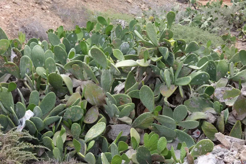 Typische Vegetation Fuerteventuras: Robuste Kakteen prägen das trockene Landschaftsbild der Insel.