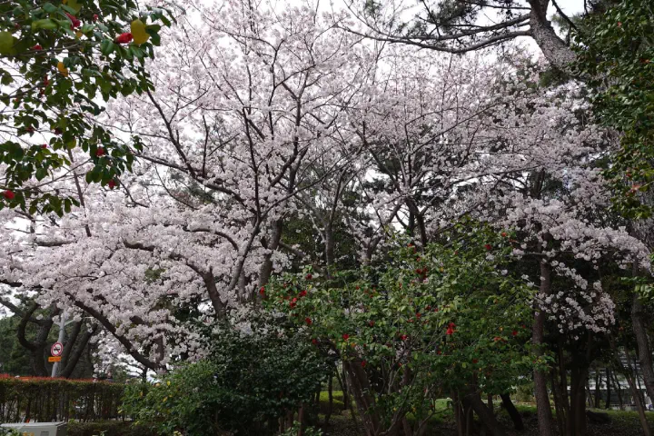 Busan, Südkorea - Photo 16