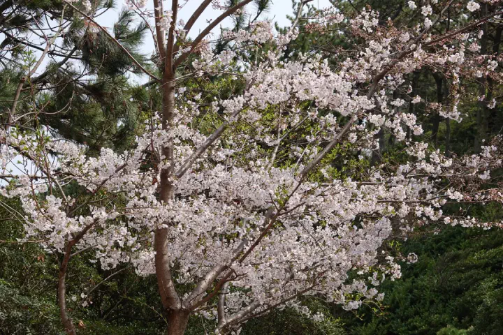 Busan, Südkorea - Photo 49