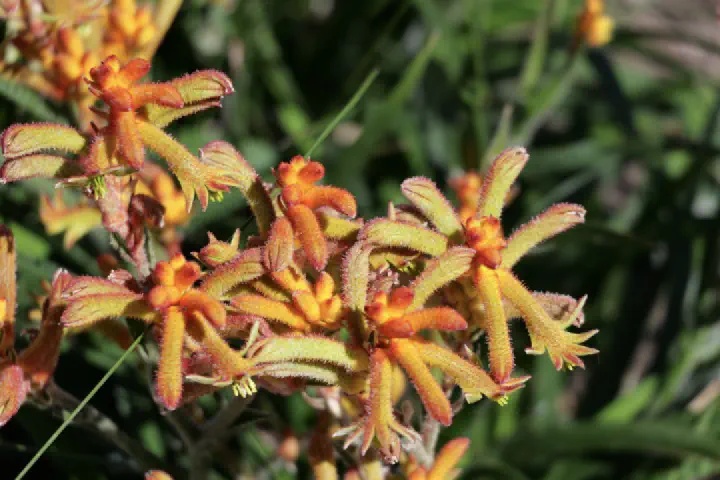 Busselton, Australien - Photo 14