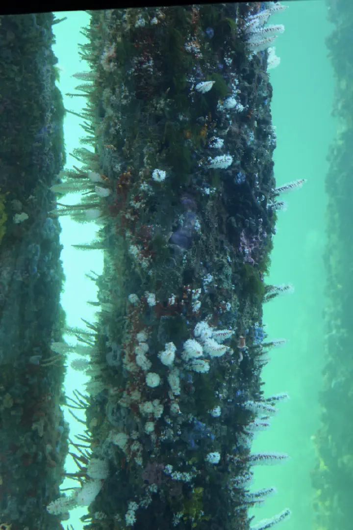 Busselton, Australien - Photo 27