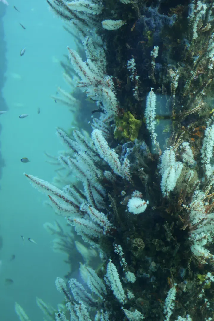 Busselton, Australien - Photo 28