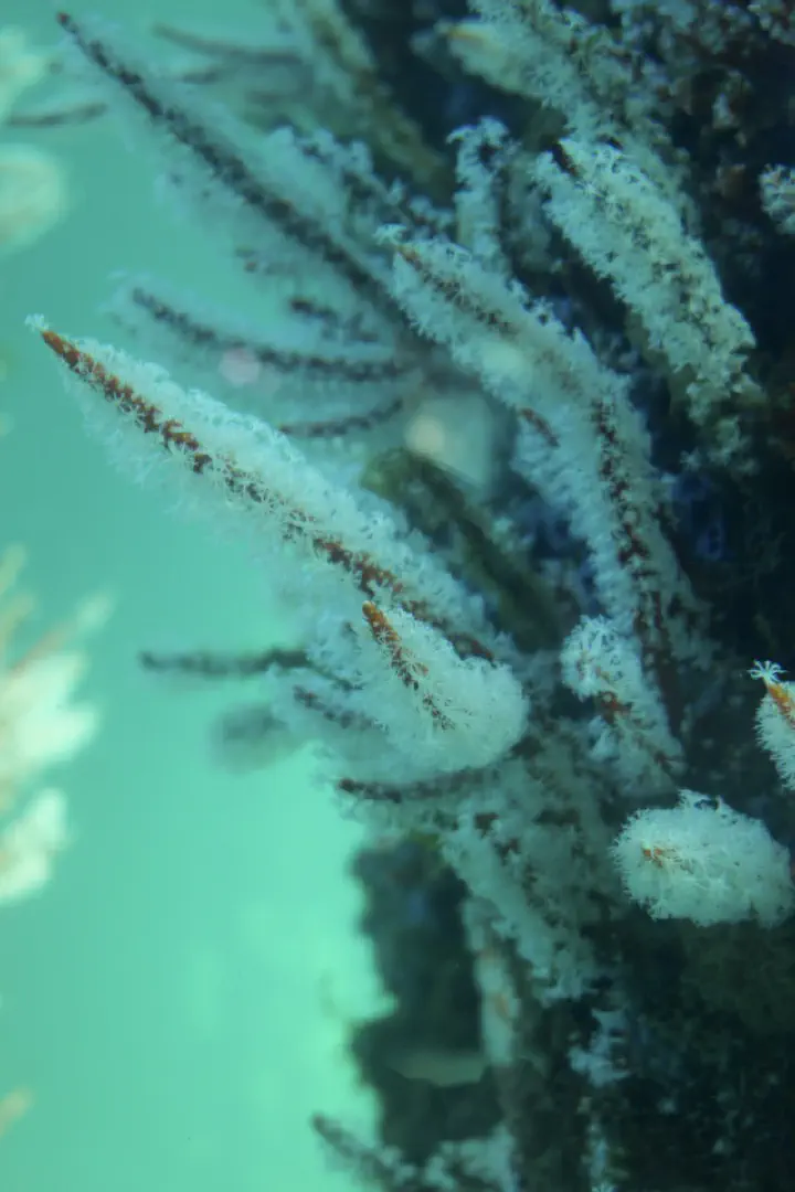 Busselton, Australien - Photo 29