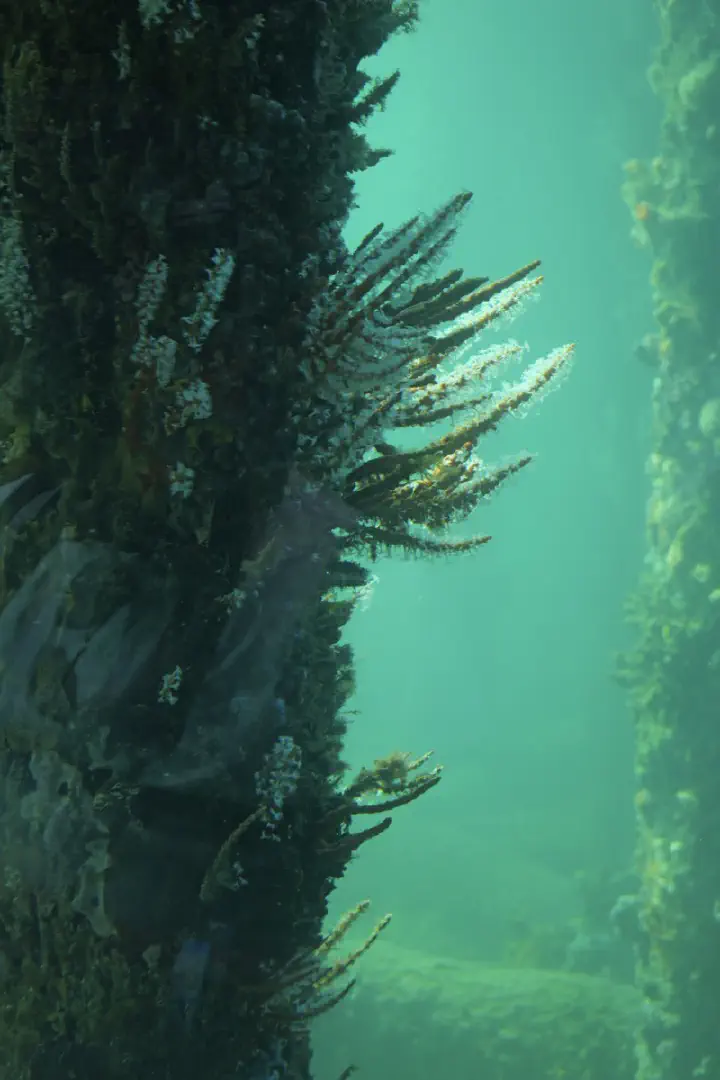 Busselton, Australien - Photo 30