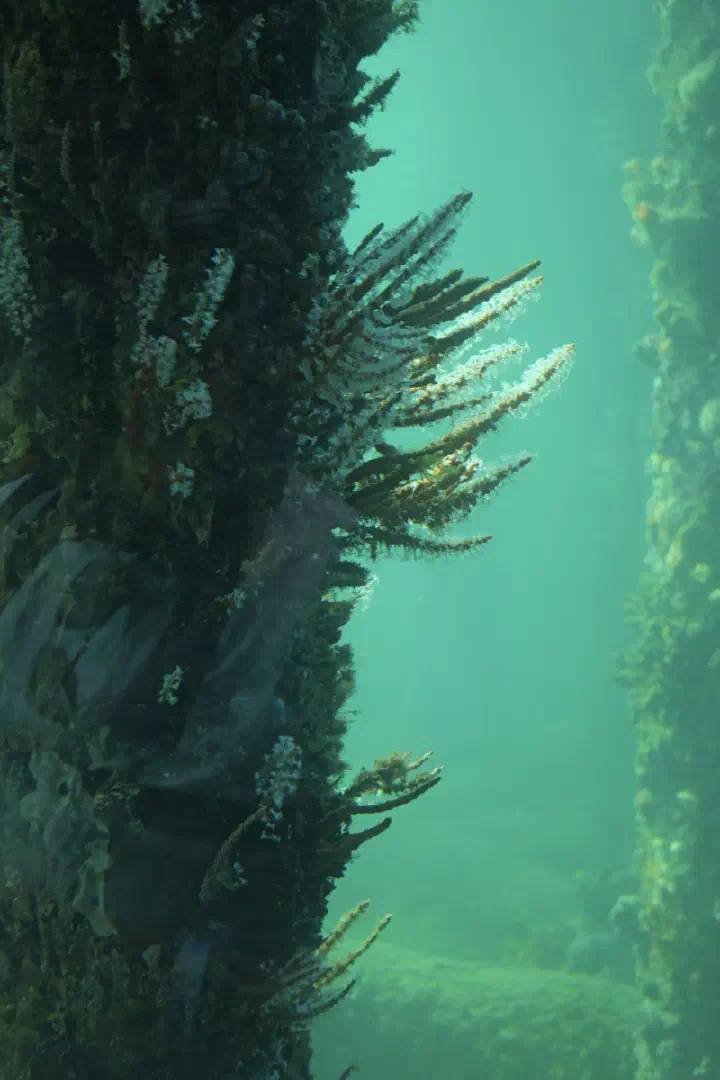 Busselton, Australien - Photo 30