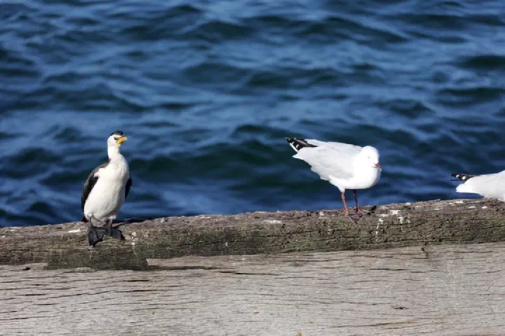 Busselton, Australien - Photo 37