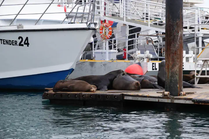 Cabo San Lucas, Mexiko - Photo 7