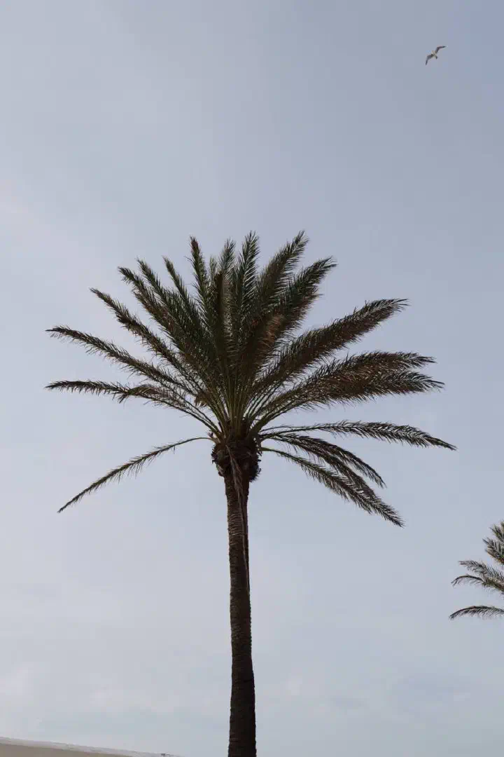 Cádiz, Spanien - Photo 12