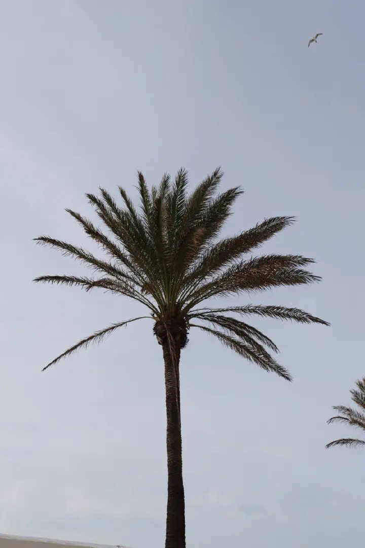 Cádiz, Spanien - Photo 12