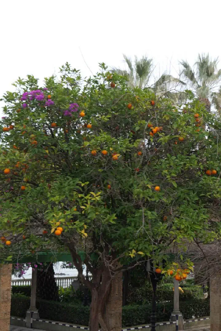 Cádiz, Spanien - Photo 18